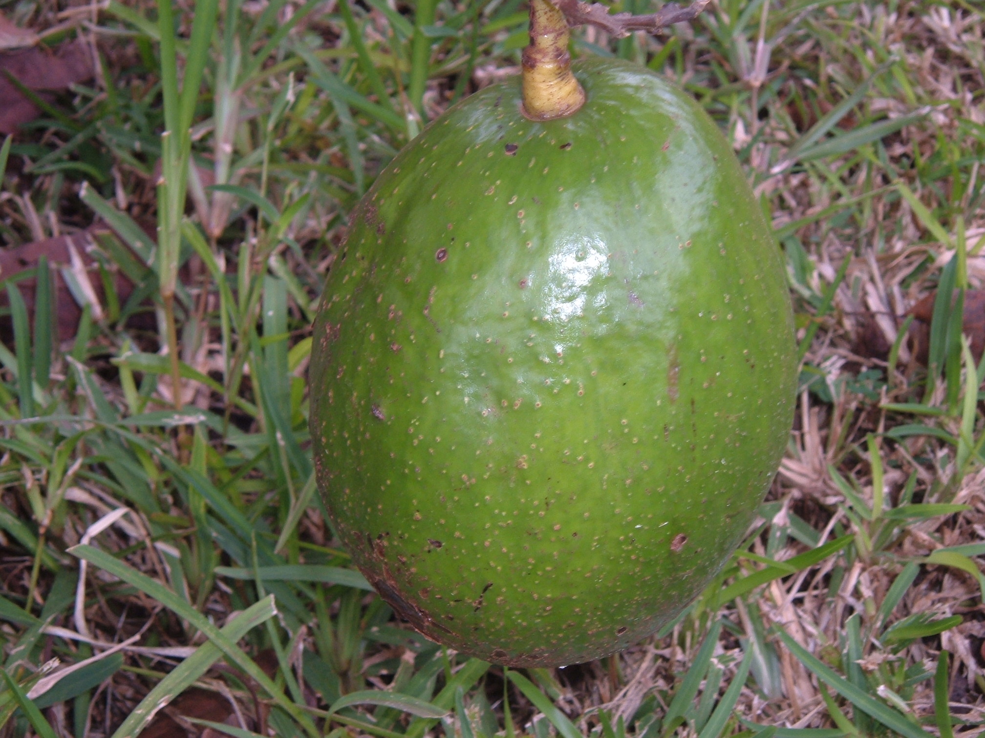 Avocat canala