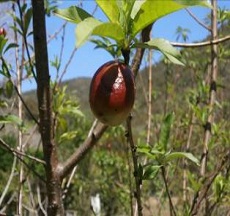 pêches